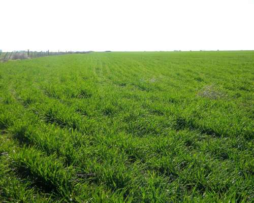 250 Ha de Campo Rivera Provincia de Buenos Aires