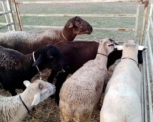 Vendo Majada de Ovinos