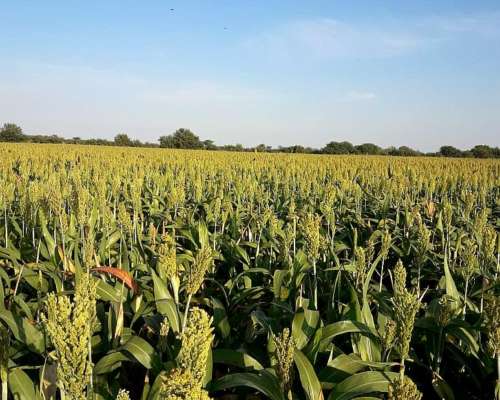 45 Has Agricolas Lucas Gonzalez
