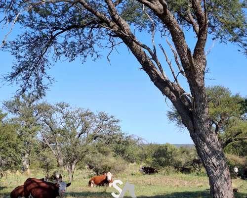 Vende: Campo Mixto de 681 Hectáreas en Naicó, la Pampa
