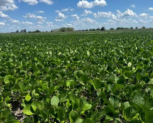 Campo Agrícola 107 Hectáreas