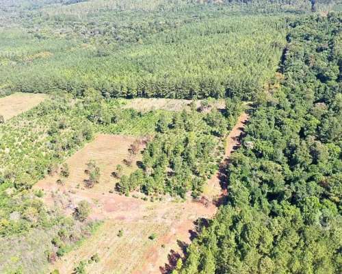 Se Vende 29 HA. con 4 Ha de Yerba Mate. Gobernador Roca Misi