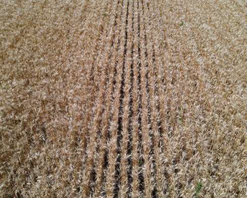 101 Hectáreas Agrícolas con Buen Acceso en Gualeguaychú.