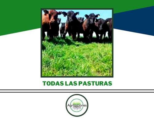 Alfalfas Produsem (victoria,monarca,patricia,carmina, Etc)