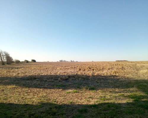 290 Ha 100 % Agrícolas. Campo de Excelencia