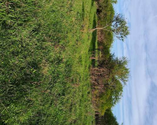 230 Hectareas Mixtas Gualeguaychu