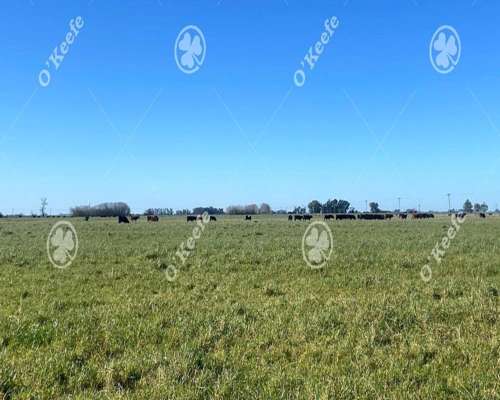 Campo en Venta de 450 Has en Magdalena. Ganadero