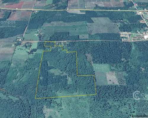 Chacra en Santo Pipo, 44 Ha Forestación, Yerba y Monte