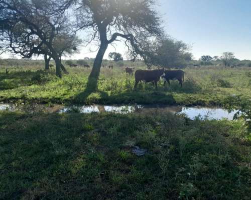 Campo Ganadero en la Gallareta