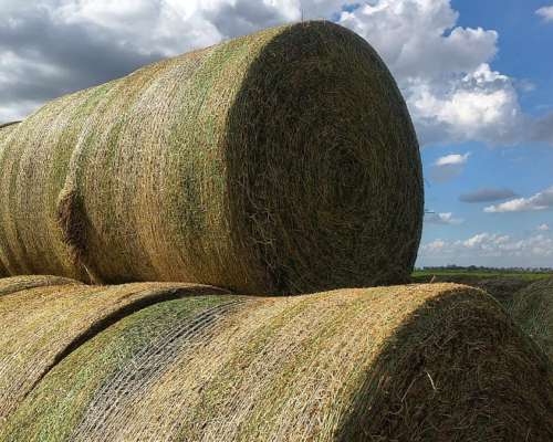 Rollos de Alfalfa - Lasna Insumos - MÍN 23 TN