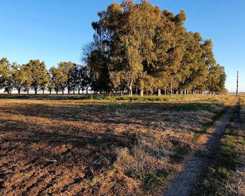 60 Has. Carhue, Pdo. Adolfo Alsina