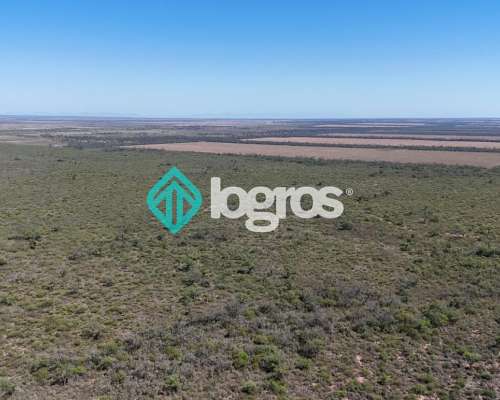 Campo en el Tunal, Salta