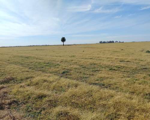 Alcorta Mixto 487 Has