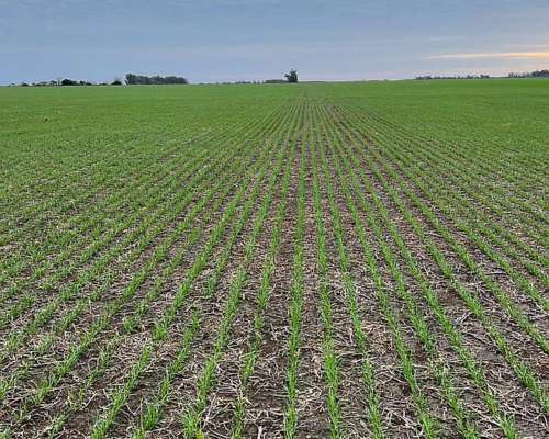 92 Ha Agrícolas. R. del Tala. Cerca de Ruta 39.- Trigo 2025