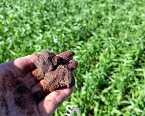 Vende: Campo Agrícola de 430 Hectáreas. Trenque Lauquen