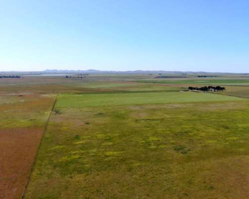 500 Has en Saavedra - BS. AS. - Agrícola - Venta