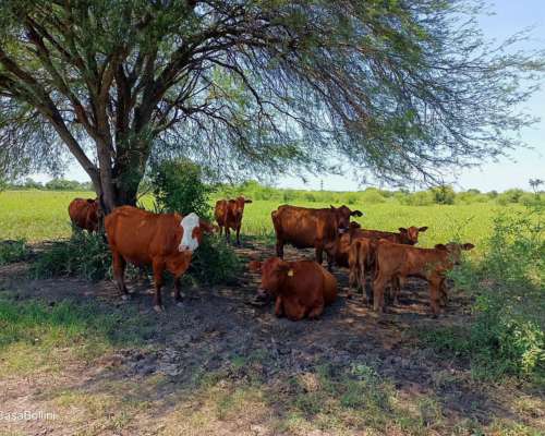 Venta Campo Mixto en Formosa - Pirane