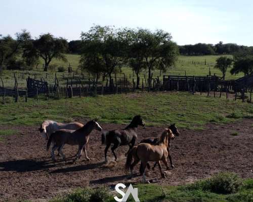 Vende: Campo Mixto de 681 Hectáreas en Naicó, la Pampa