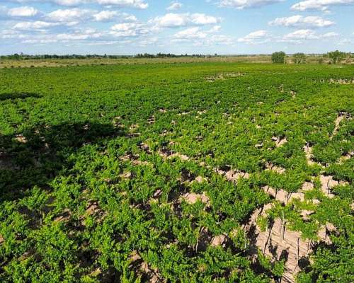 Finca Productiva con Pozo 29 Ha -san Martin - Mendoza