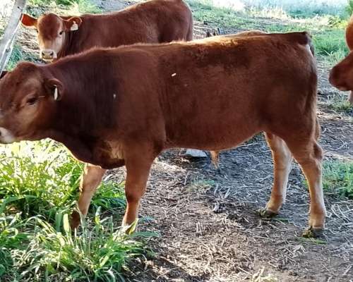 Excelentes Terneros Limangus para Toritos