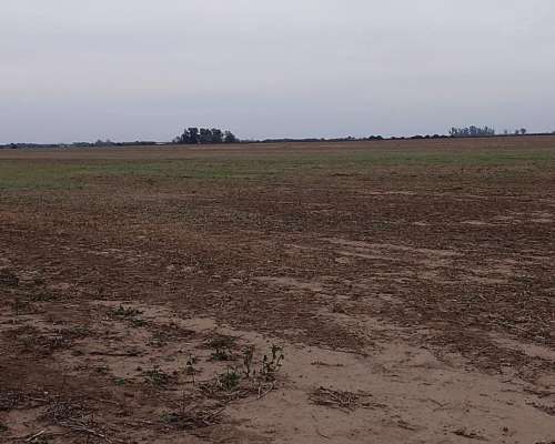 190 Campo Agricola Entre Pampayasta , TIO Pujio, James Craik