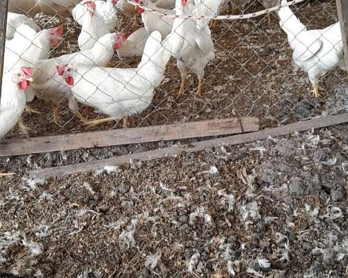 Vendo 500 Pollas Leghorn Recien Rompiendo Postura y 470 Colo