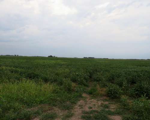 Saladillo – 487 ha - Buenos Aires