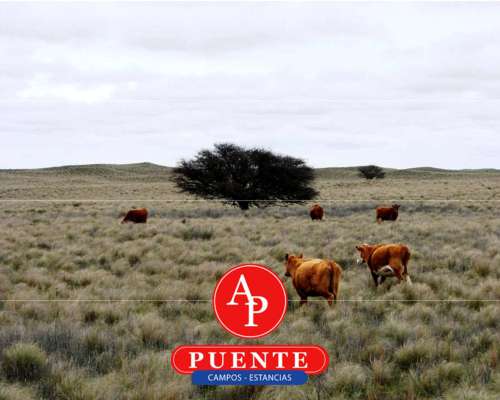 En Venta 5.000 Has Jaguel del Monte, la Pampa