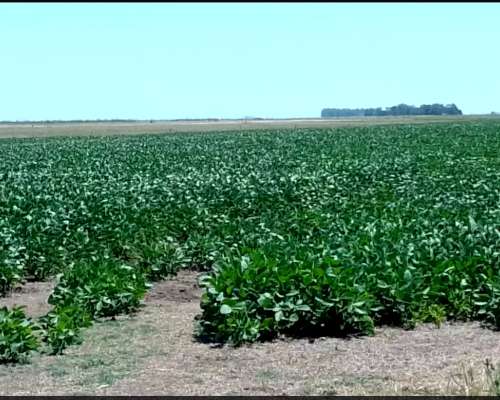 Campo Venta Gral Belgrano Agricola 1000 Ha