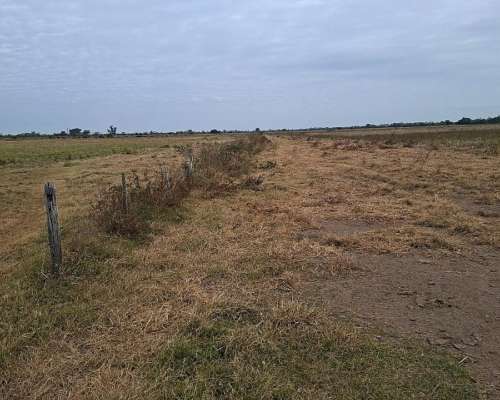 Se Alquilan 48 Ha Agrícolas en Humberto