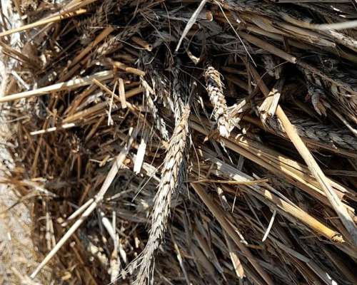Rollos de Triticale con Grano