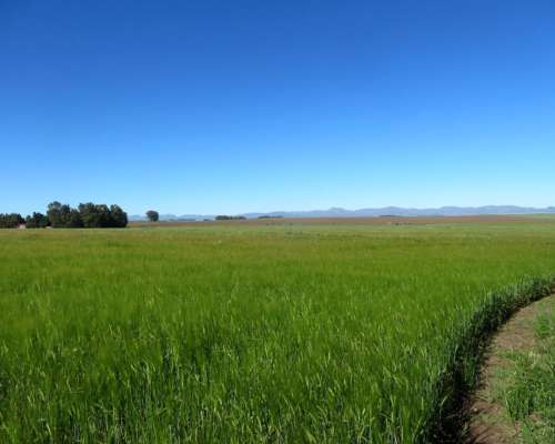Dorbigny - 80 Ha - Buenos Aires