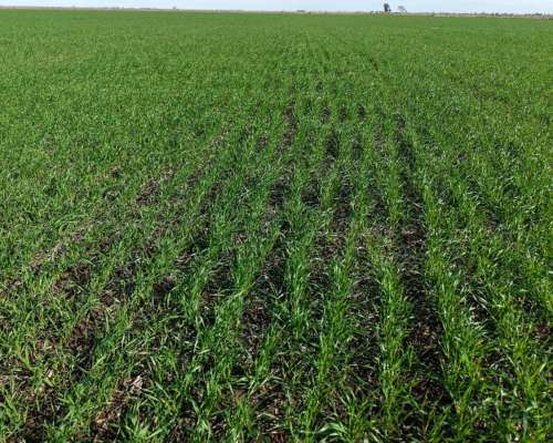 Piamonte - 37 Has - Mixtas