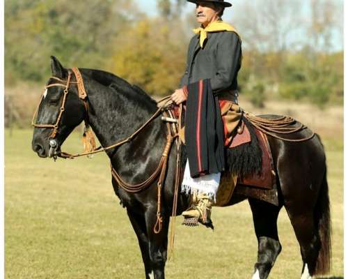 Caballo Criollo Puro Manso de Andar