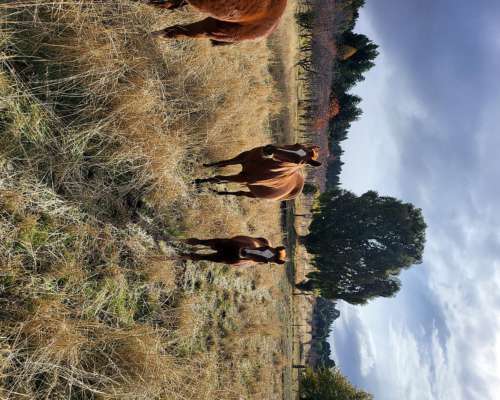 Espectaculares Dos (2) Hectareas en Trevelin