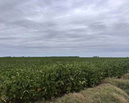 Campo Arequito. 89 Has