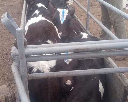 Mangas para Terneros (sin Iva)