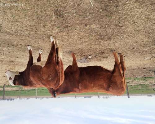 Toro Angus Colorado Vendo o Permuto