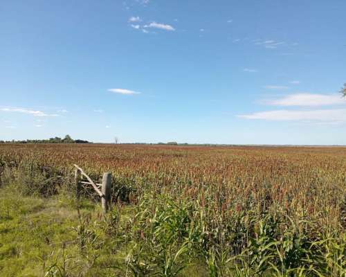 66 HA. Zona Hernández. Agrícola sin Desperdicio
