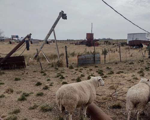 Carneros y Ovejas Texel