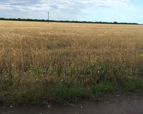 Campo Agrícola en Fortin Inca, Prov. de SGO del Estero