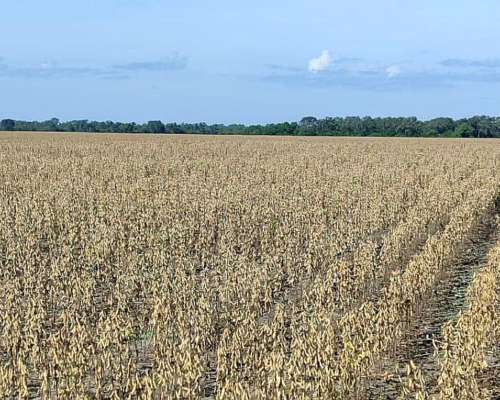 La Sarita, General Obligado, Santa FE - 11.209 Ha