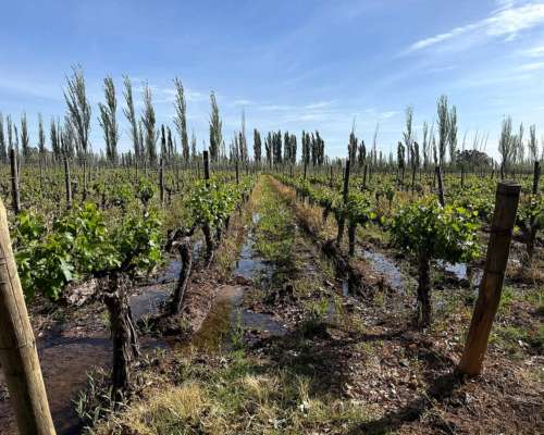 Finca 14 Ha el Pastal Mendoza. VID y Ciruelos