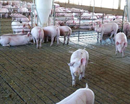 Slats - Pisos Para Cerdos De Hormigon Premoldeado - Agroads