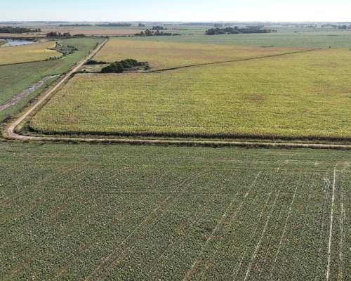 Monte, Buenos Aires - 1.082 Ha