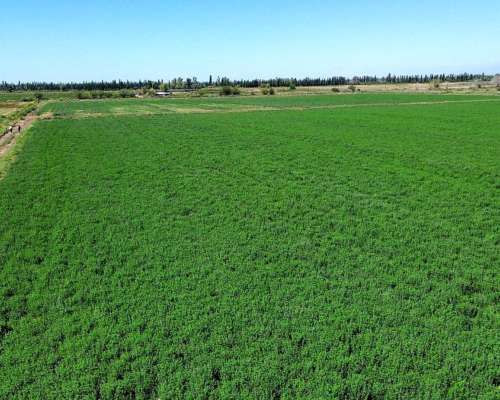 Finca Agrícola de 76 Ha con Doble Derecho de Riego