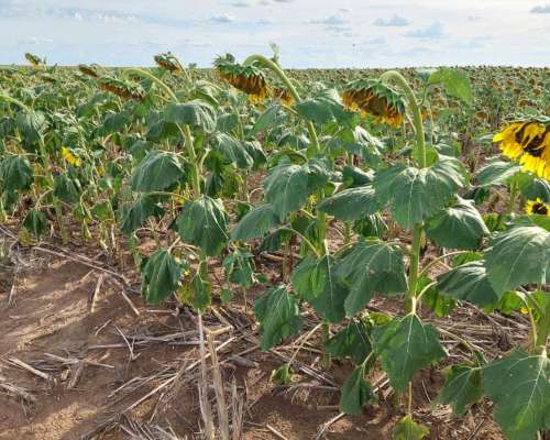 Pcia. de San Luis - Nahuel Mapa 3458 Ha