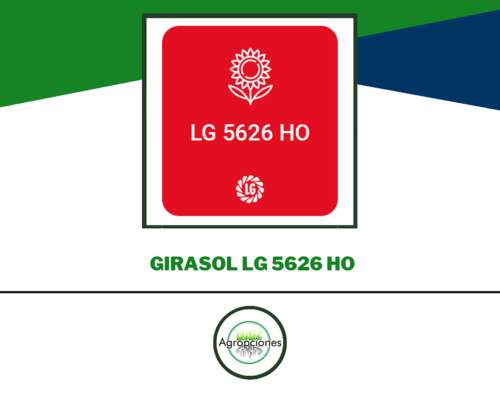 Semilla de Girasol LG5626 HO - Limagrain