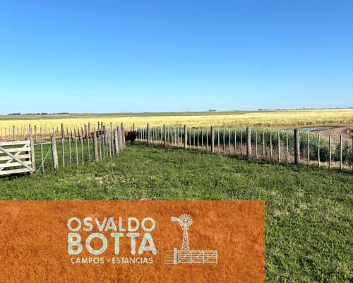 Campo Mixto en Venta, 1654has Carlos Tejedor