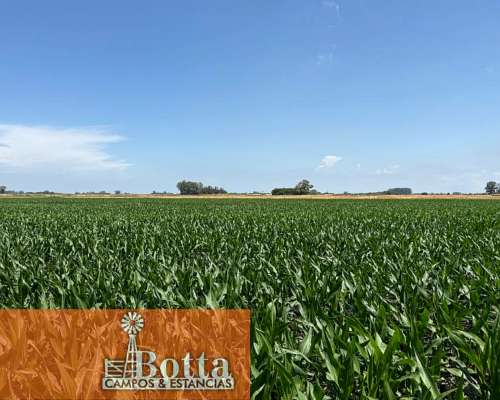 40has Mixtas en Venta en Moll, Buenos Aires